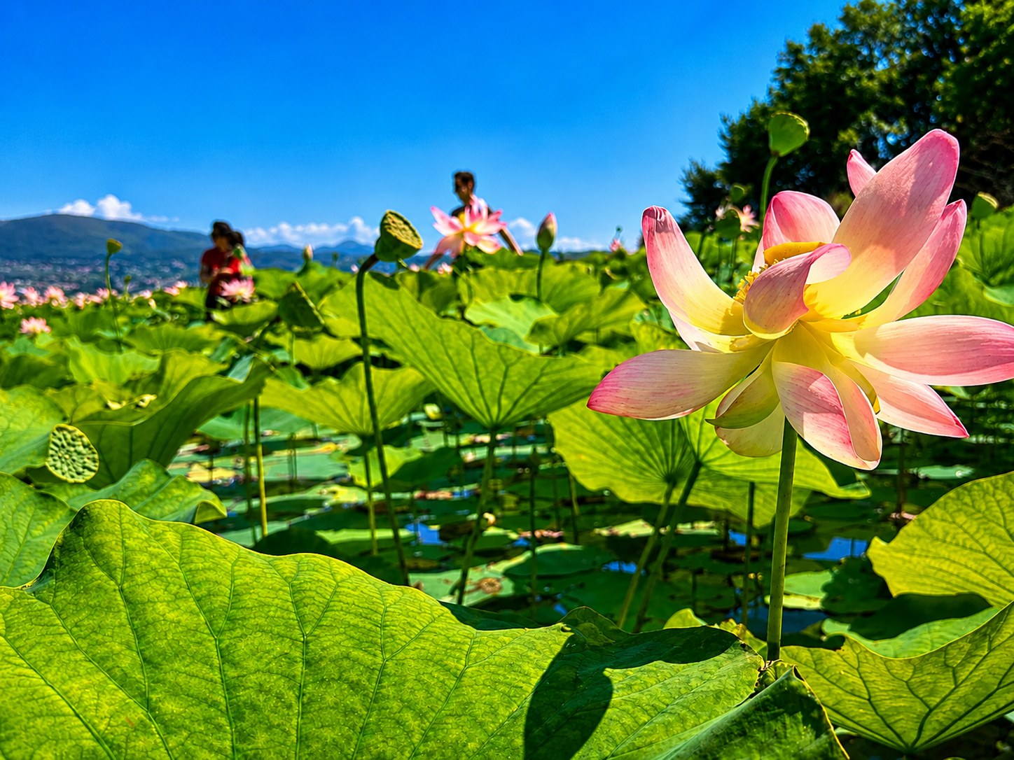 Escursione in canoa canadese tra i fiori di loto sul Lago di Varese