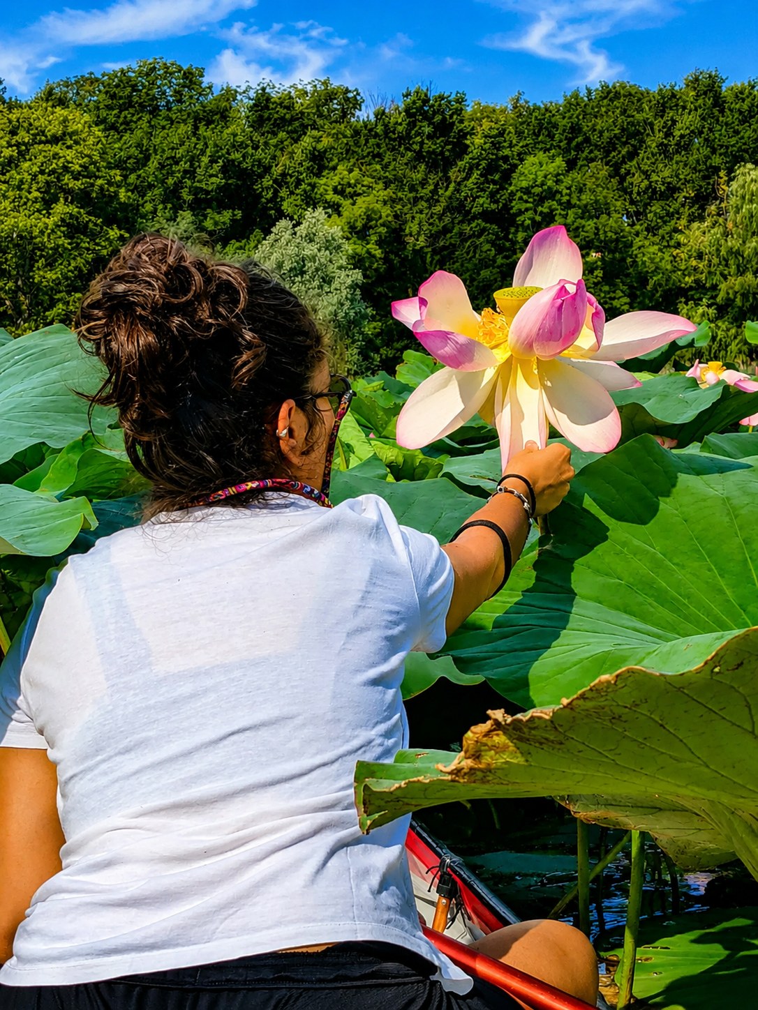 Fiori di loto osservati durante l'escursione in canoa sul Lago di Varese